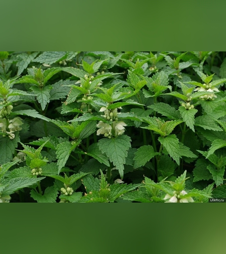 Эликсир иммунный № 11