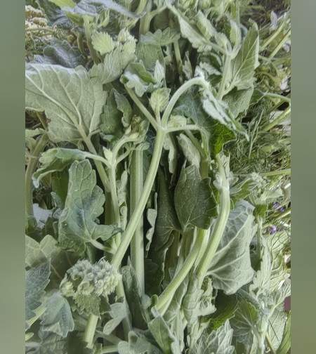 Эликсир успокаивающий № 2