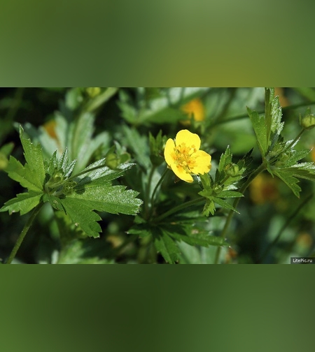 Эликсир иммунный № 8