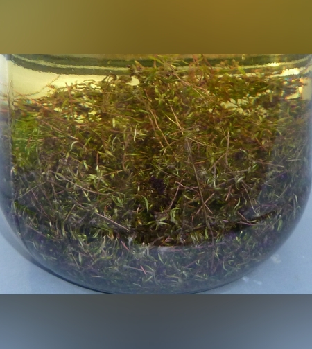 Масло чабреца Маршалла