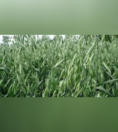 Эликсир противоаллергический № 3