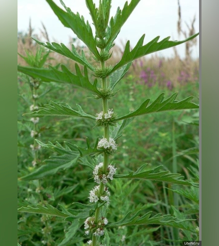 Эликсир  зюзника европейского