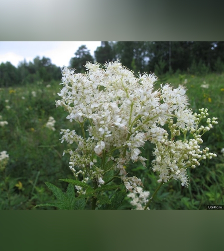 Эликсир цветков лабазника шестилепестного