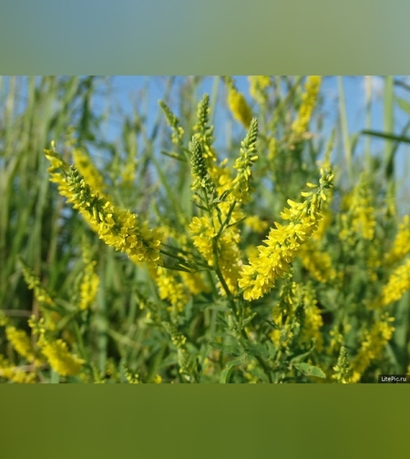 Эликсир разжижающий кровь № 1