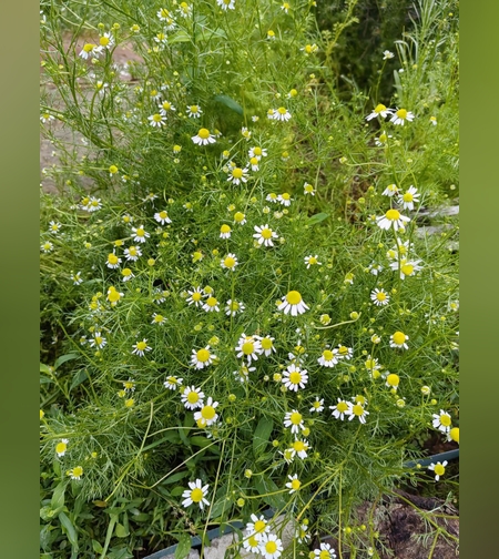 Ромашка лекарственная, трава