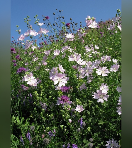 Мальва лесная цветки