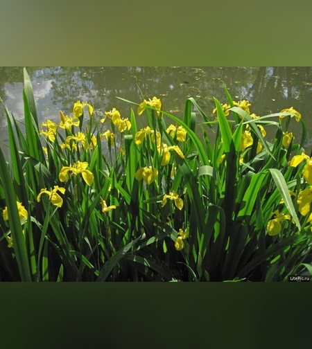 Эликсир иммунный № 4