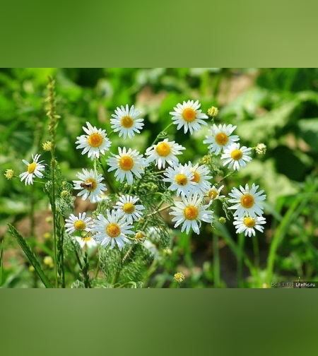 Ромашка лекарственная, трава