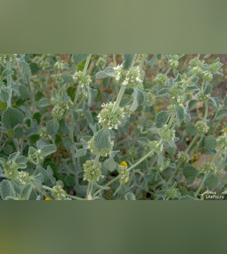 Эликсир успокаивающий № 4