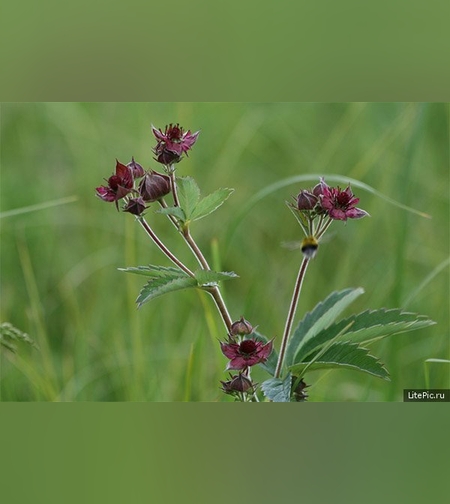 Эликсир сабельника болотного