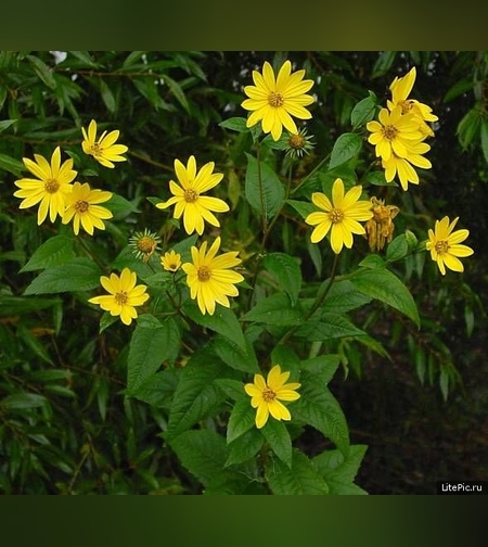 Эликсир мозговой № 2