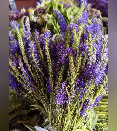 Масло вероники длиннолистной