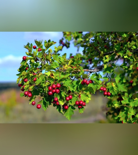 Настойка плодов, листьев и цветков боярышника