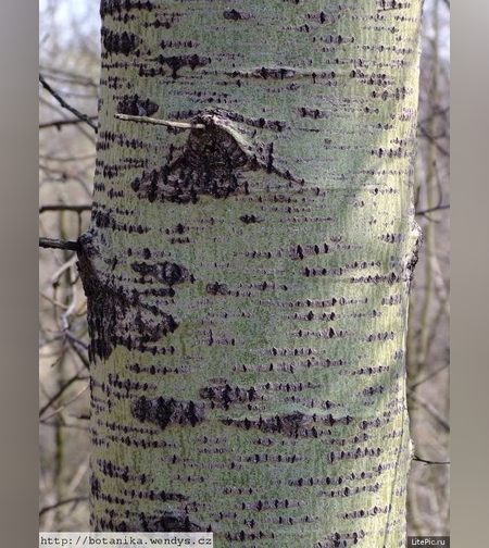 Эликсир иммунный № 9