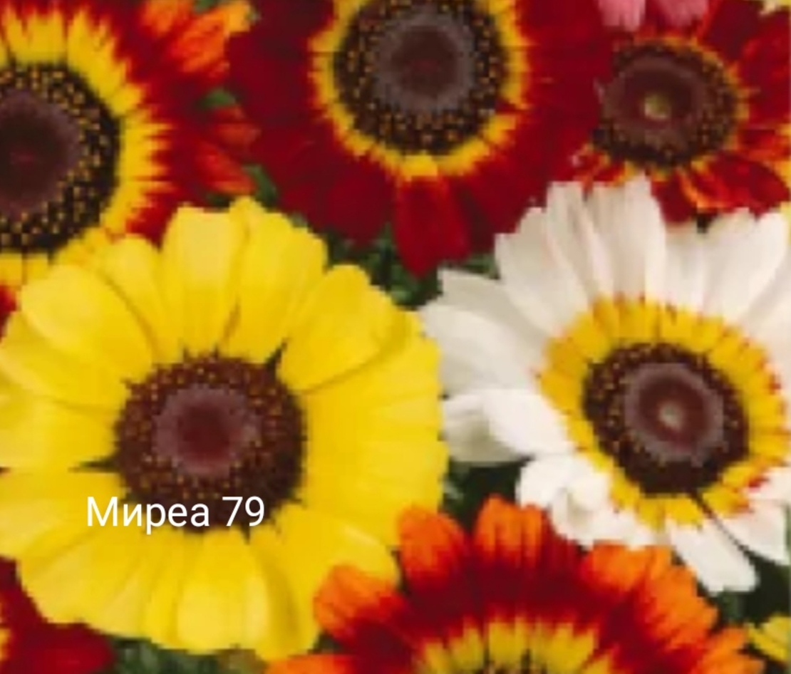 Хризантеми