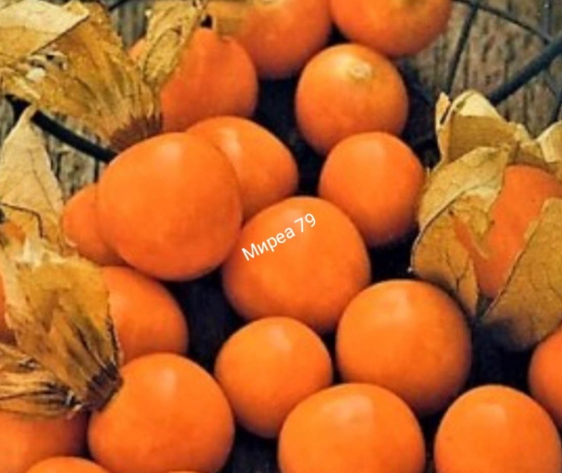 Физалис