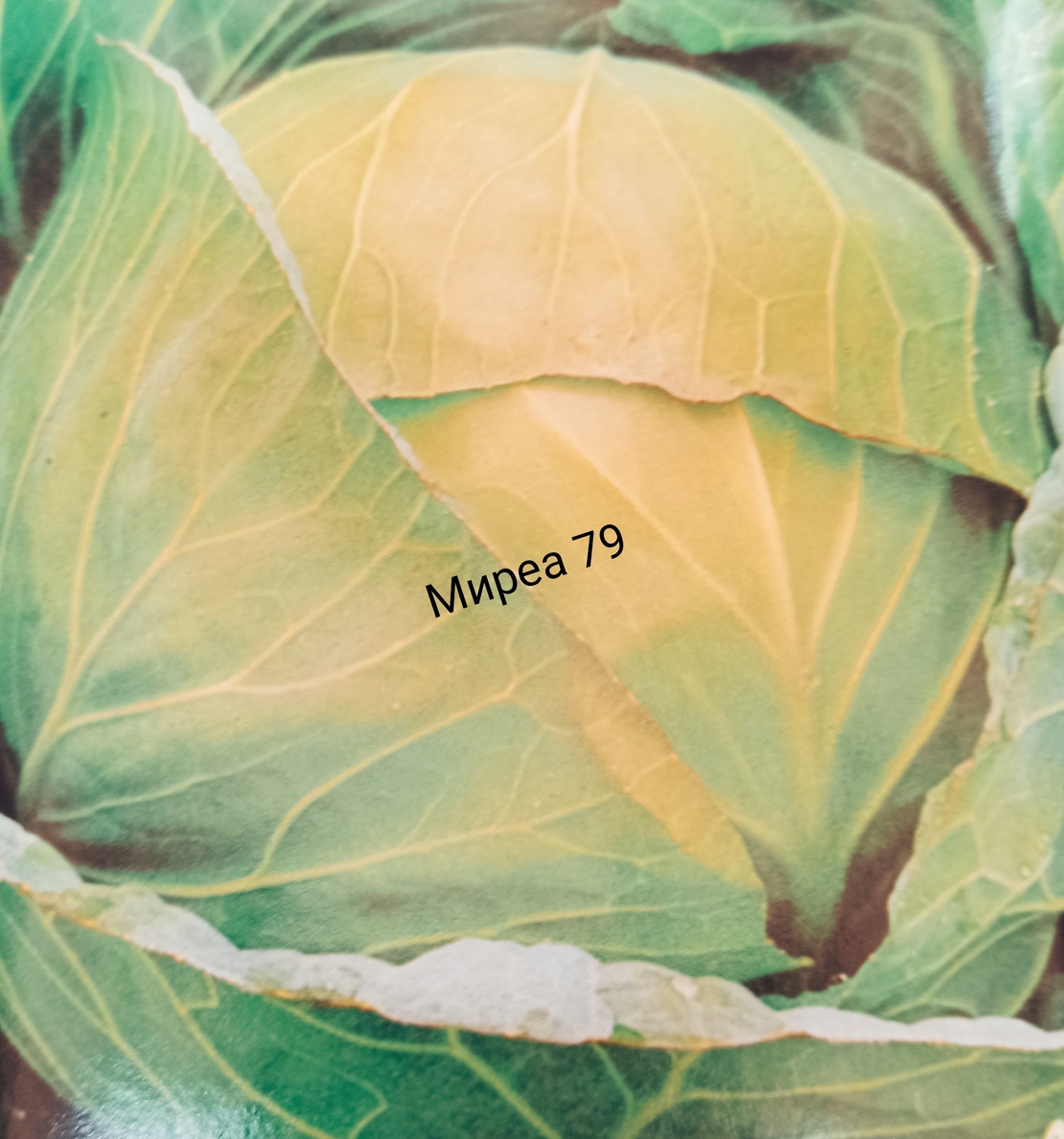 Зеле 