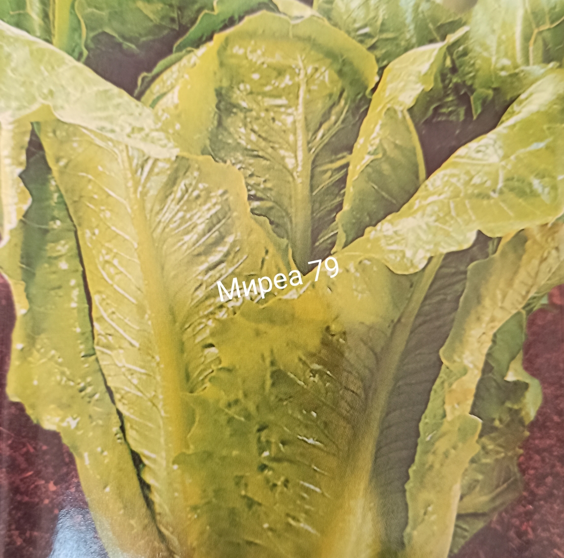 Маруля