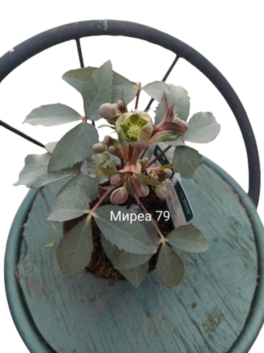 Кукуряк Найгър