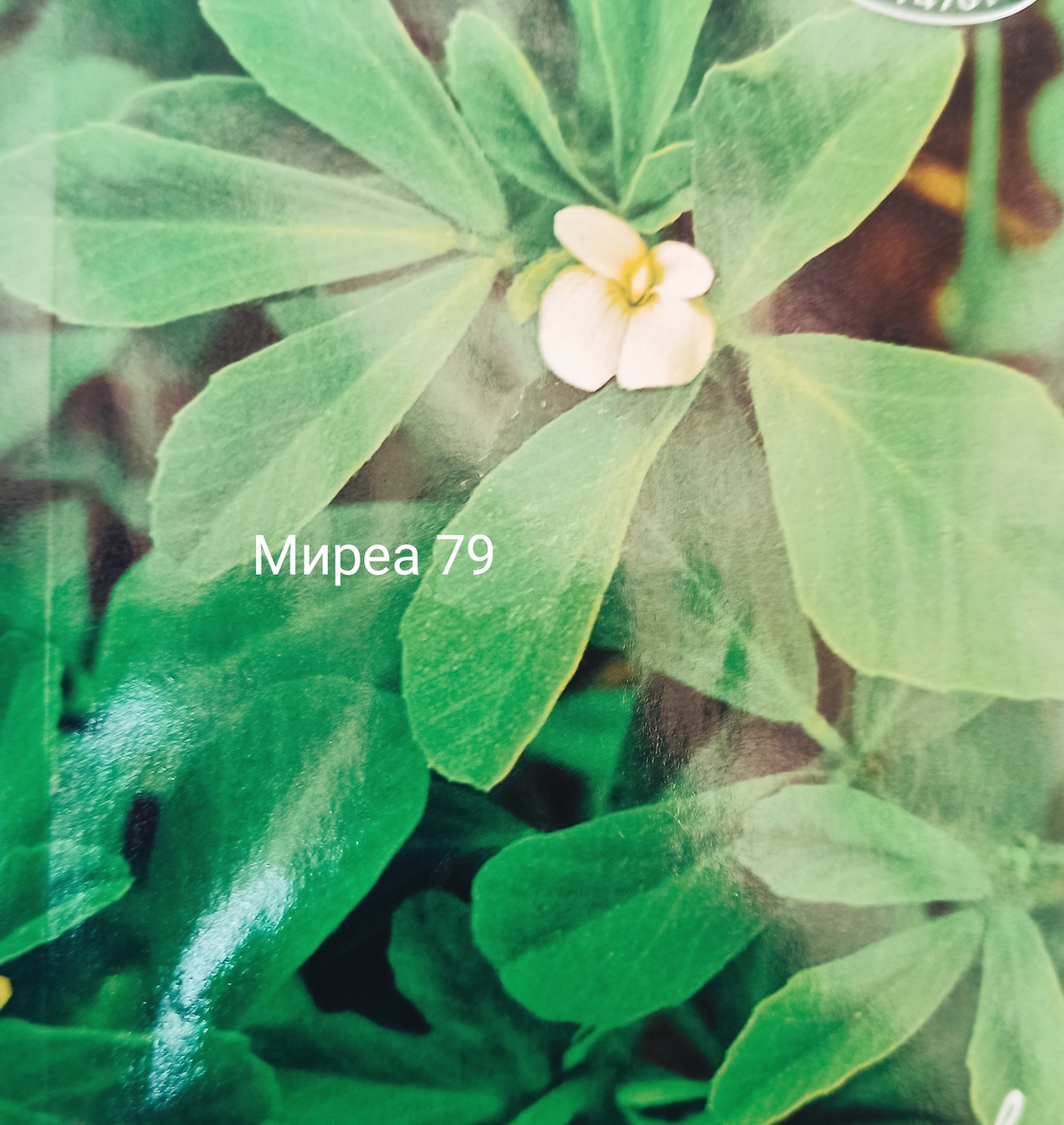 Сминдух