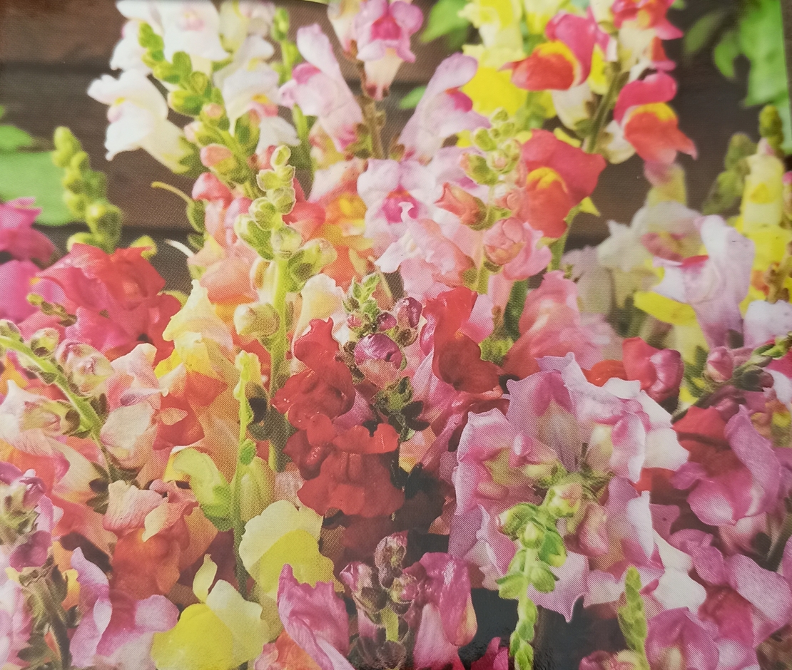 Кученце