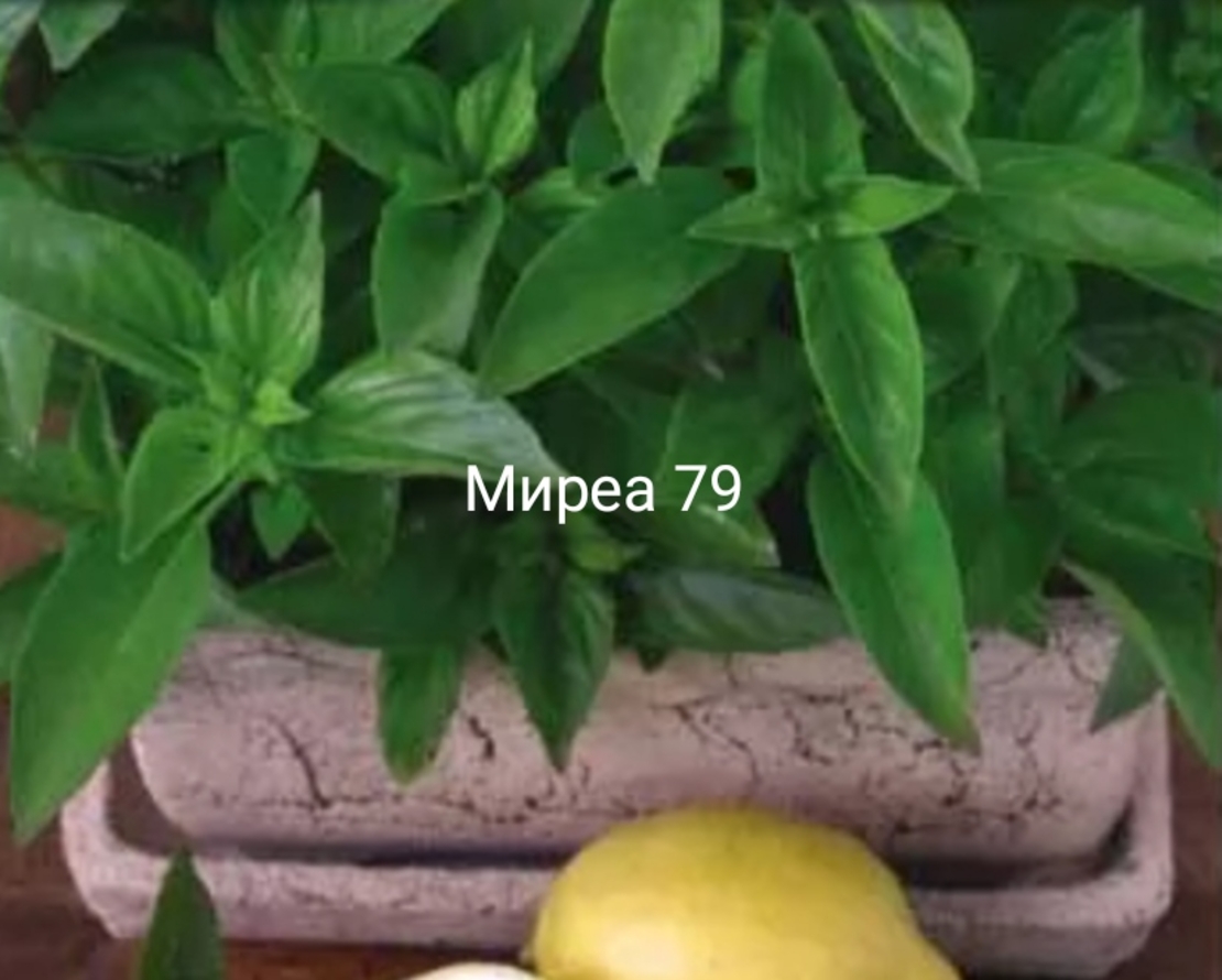 Босилек лимон