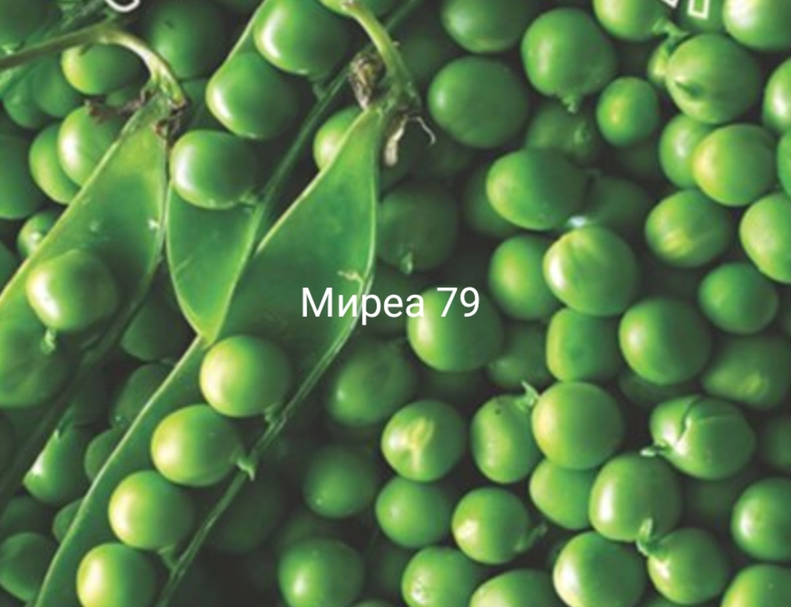 Грах Скинадо