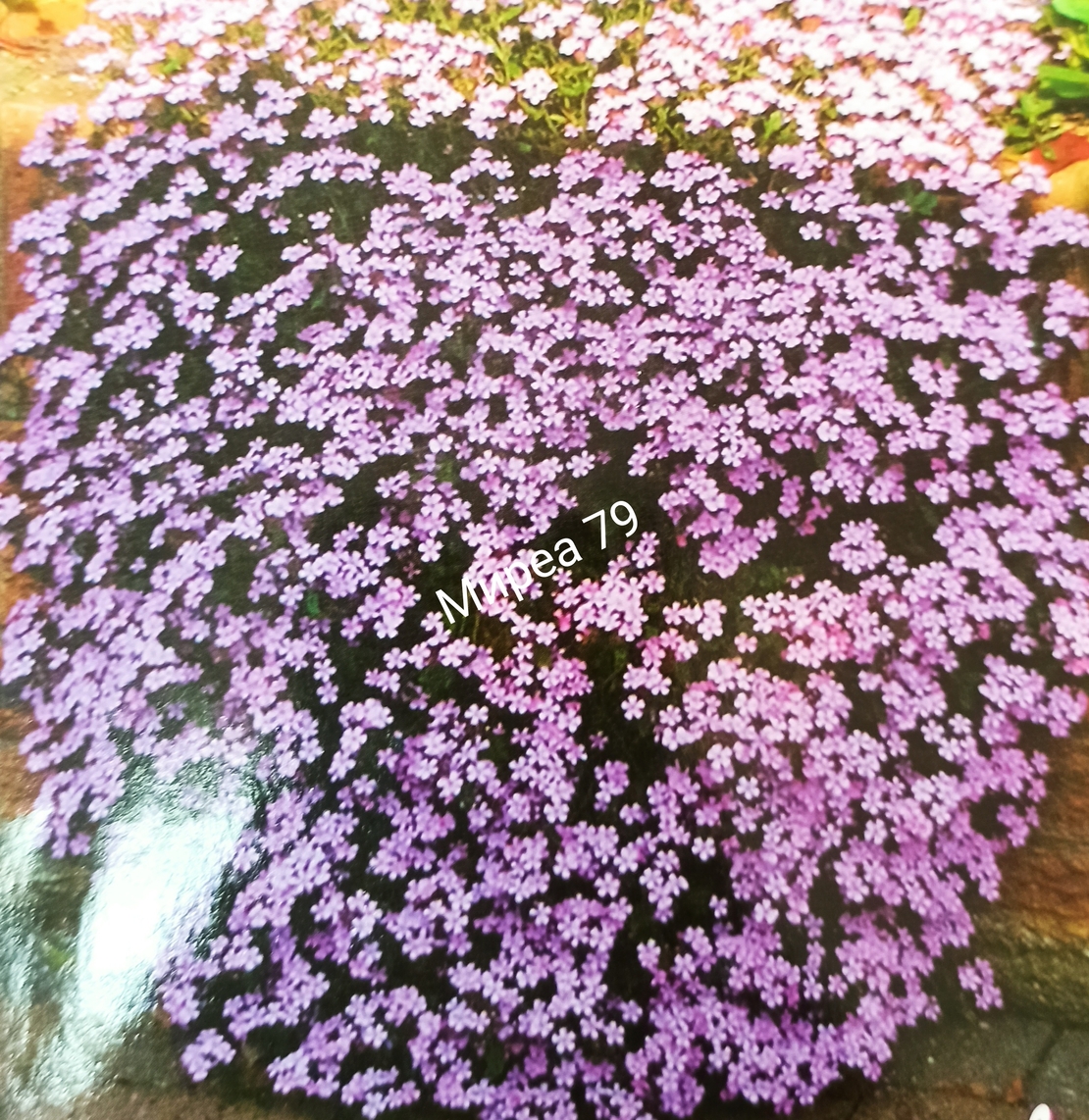 Скална сапонария