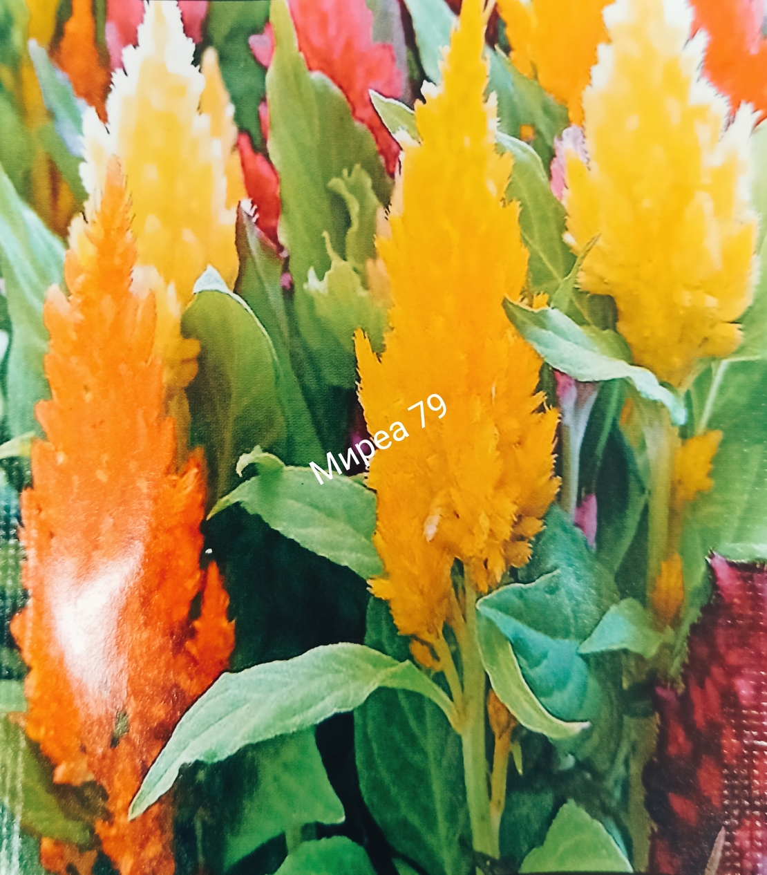 Целозия