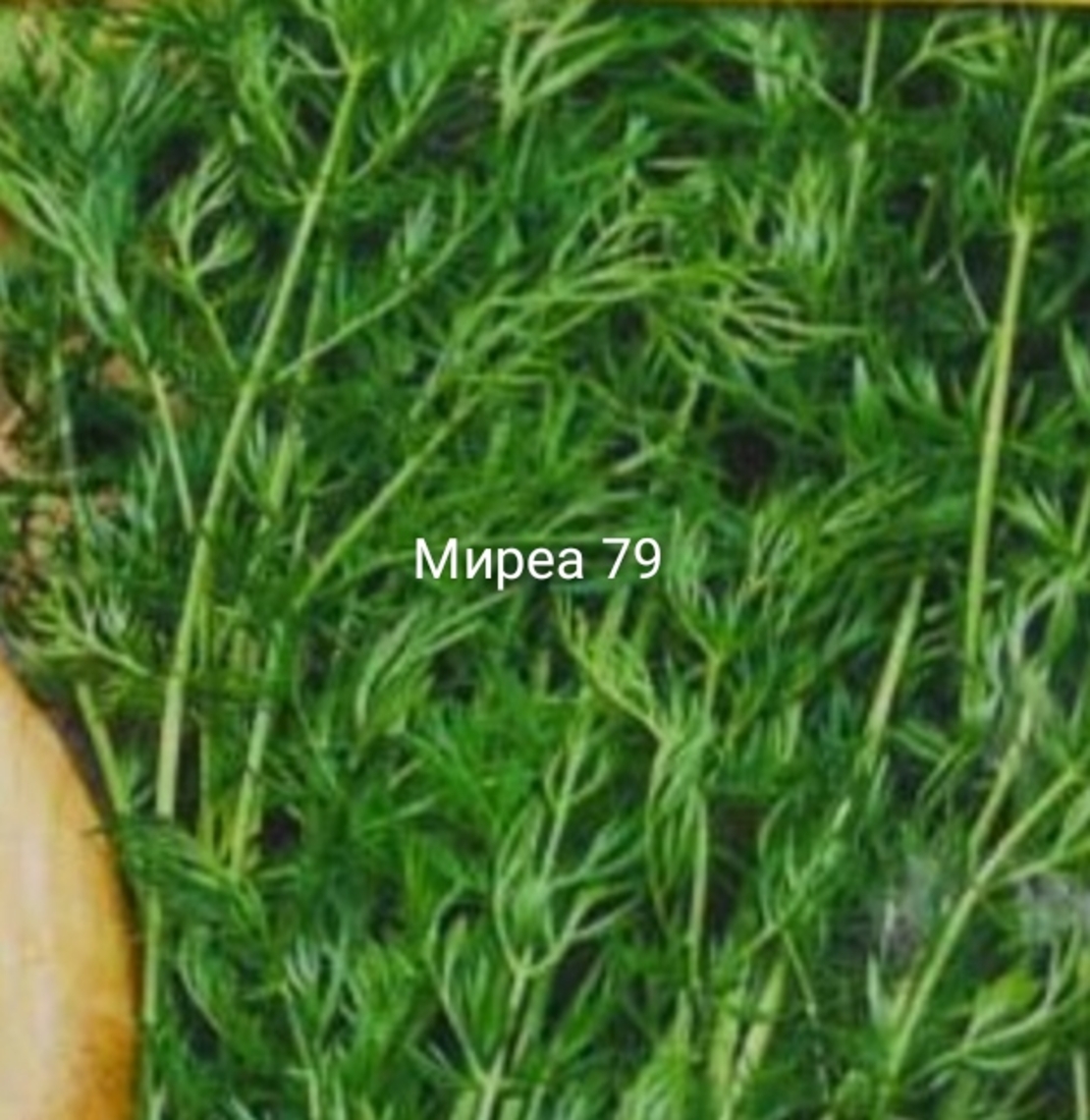 Ким