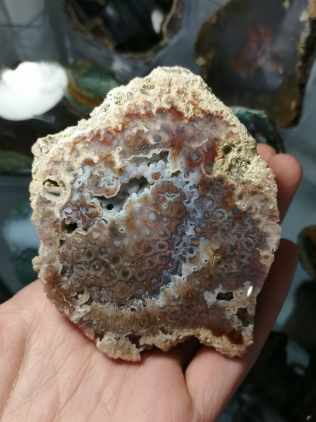 Български Коралит