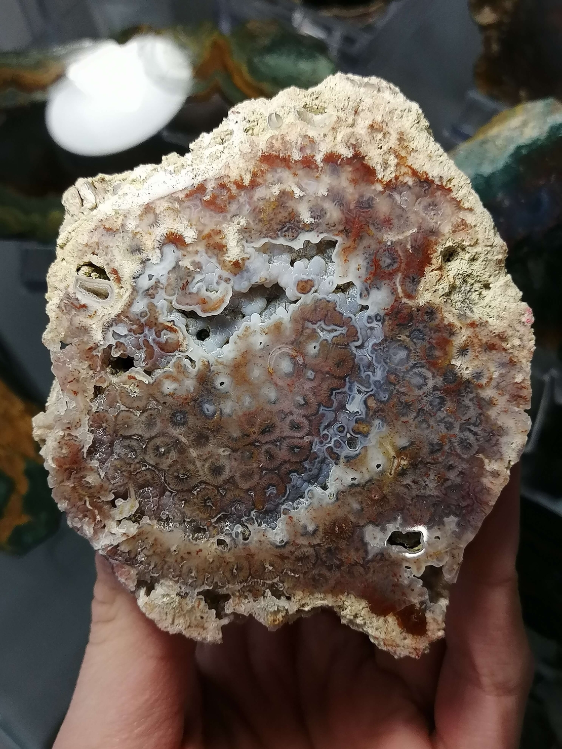 Български Коралит