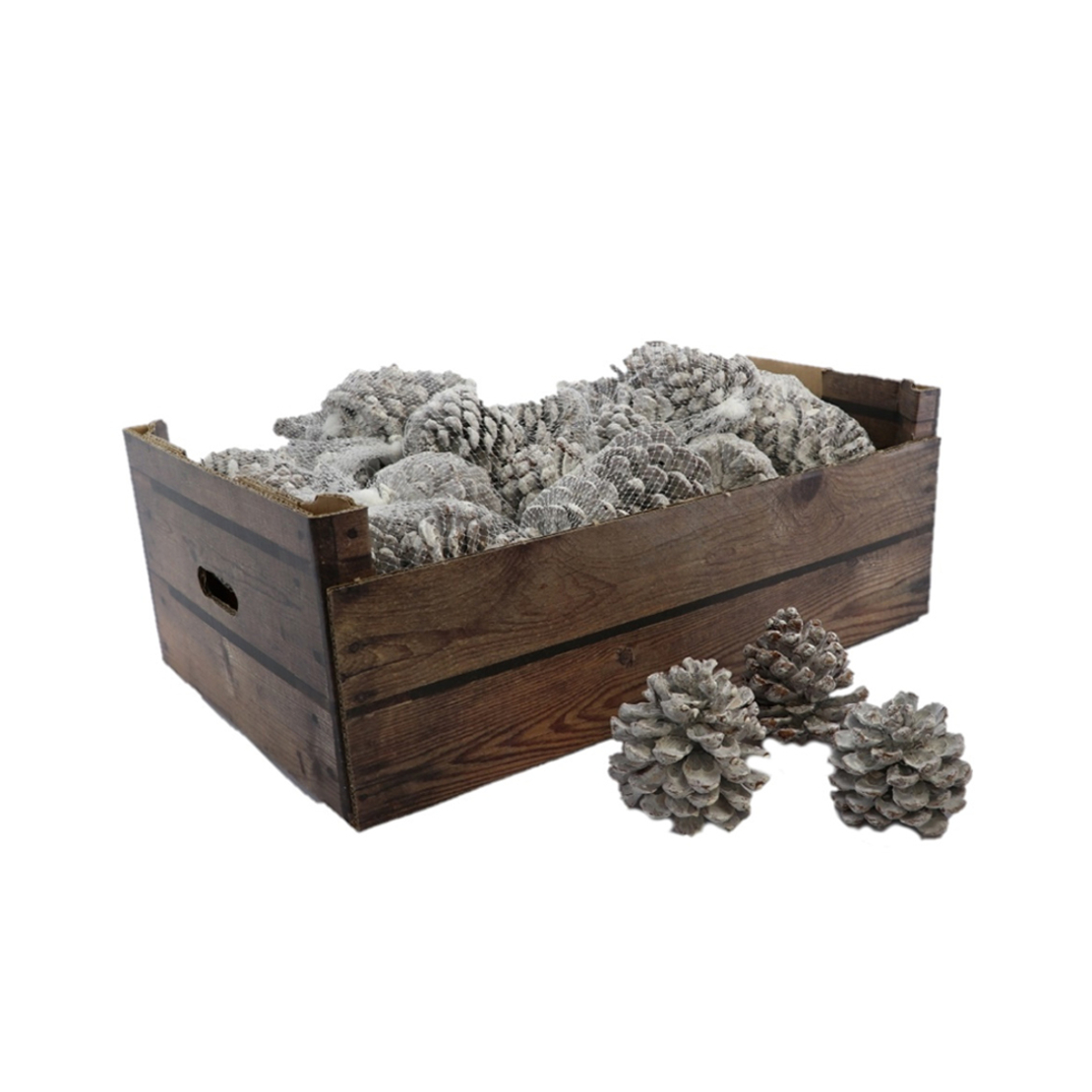 PINUS DECO PINE CONES WHITE EU