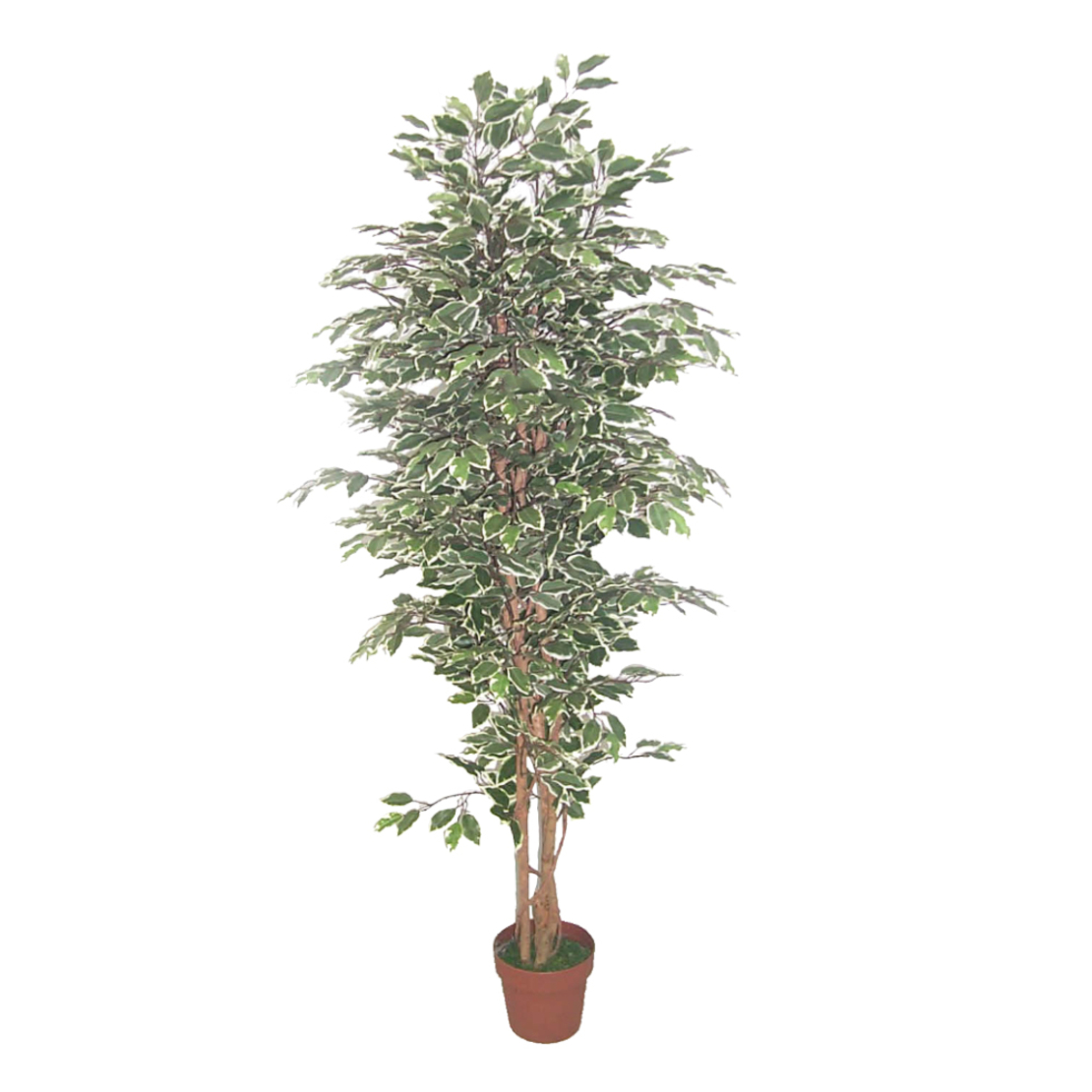 FICUS ARTIFICIAL PLANT POLYESTER PE/PP GREEN H170c