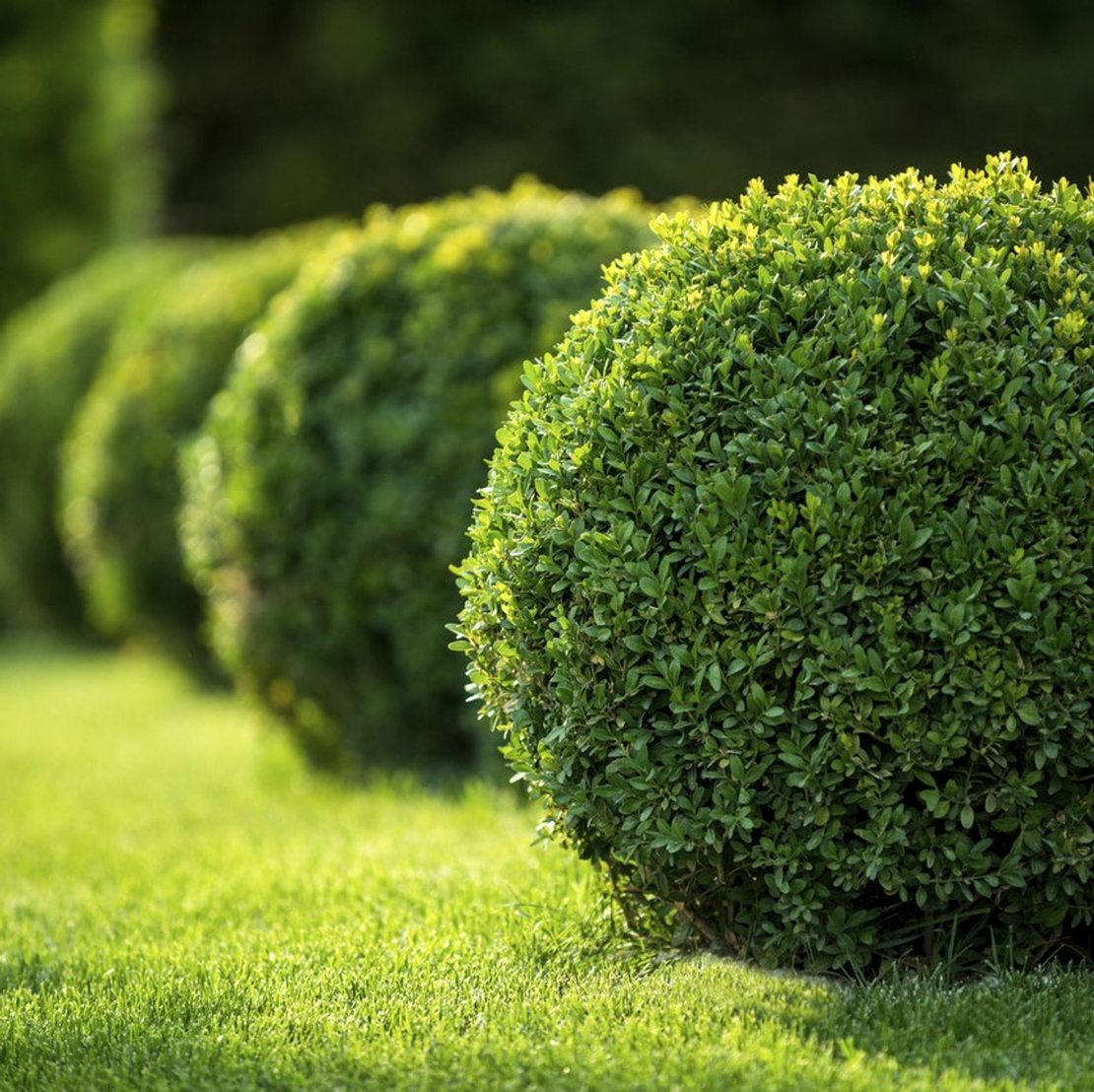 Buxus sempervirens - Чемшир