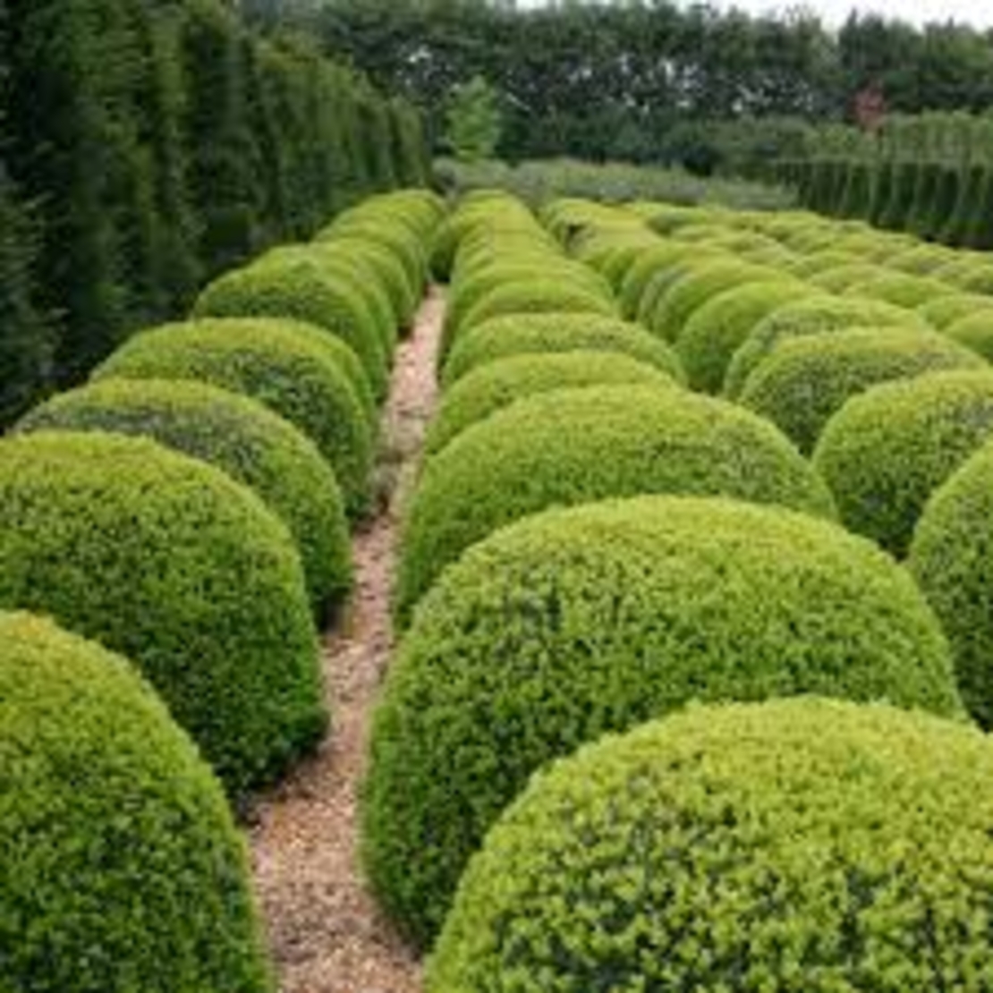 Buxus sempervirens - Чемшир