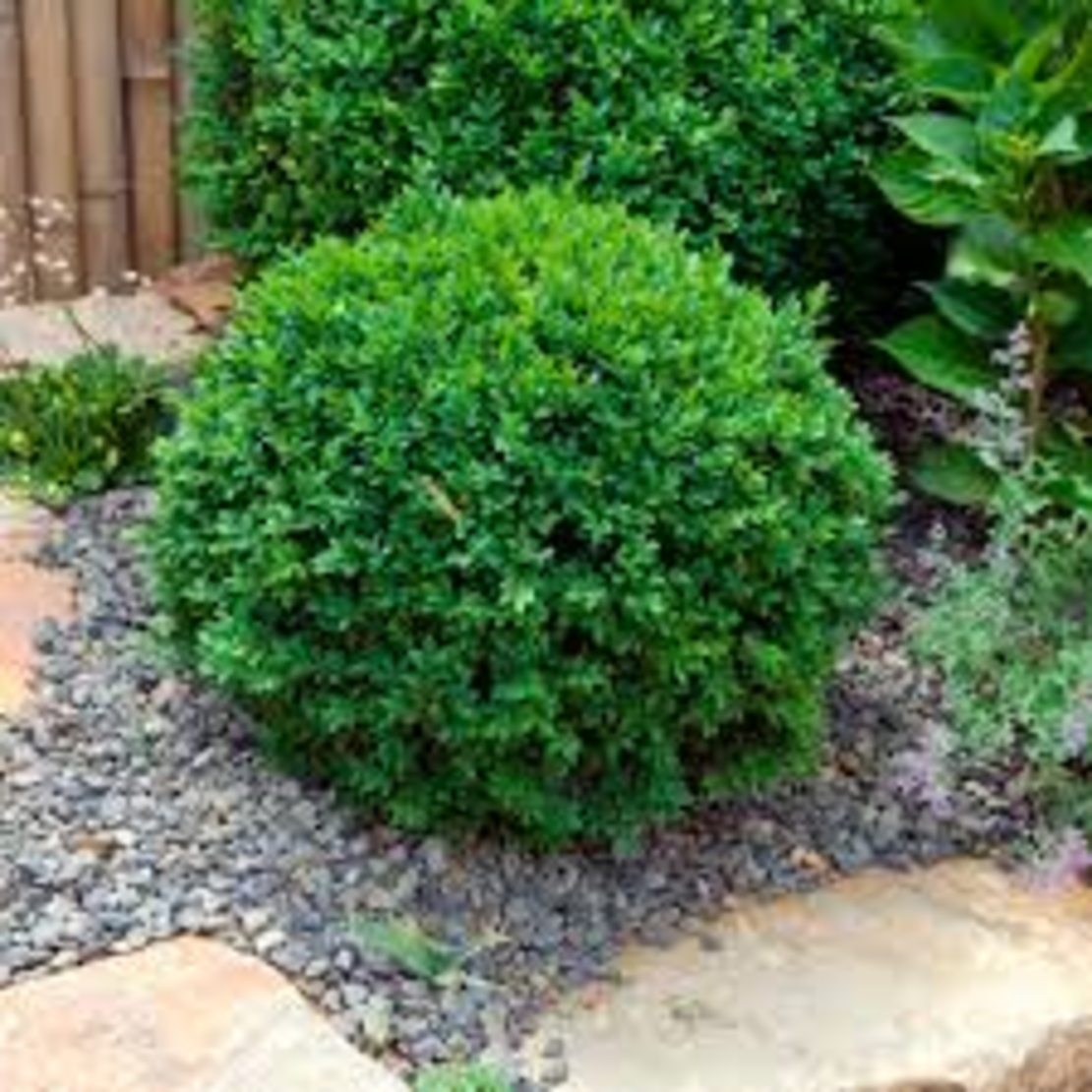 Buxus sempervirens - Чемшир