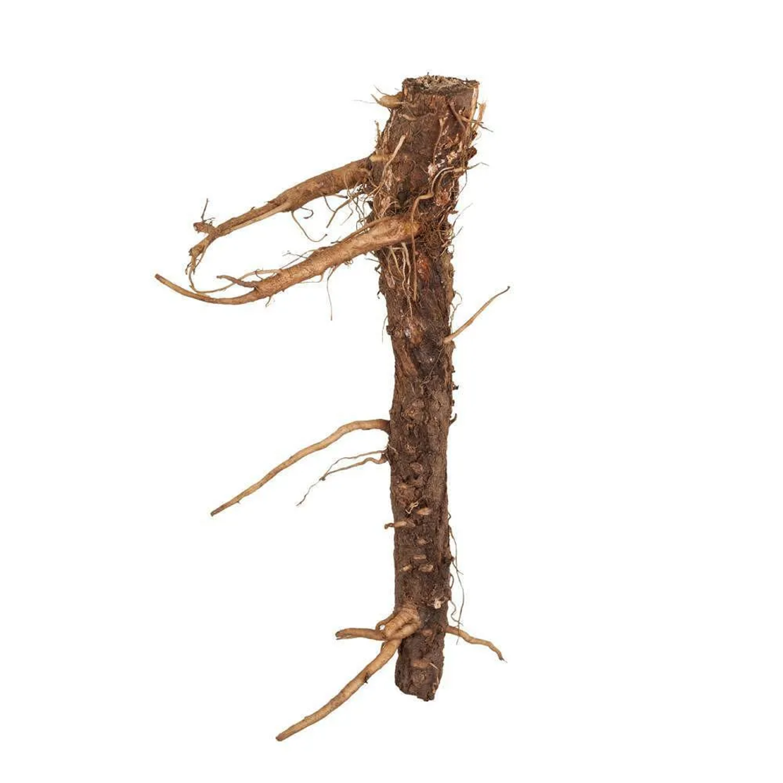 Цикория - Синя жлъчка (корен) /Cichorium intybus L./, Билкария, 30 гр.