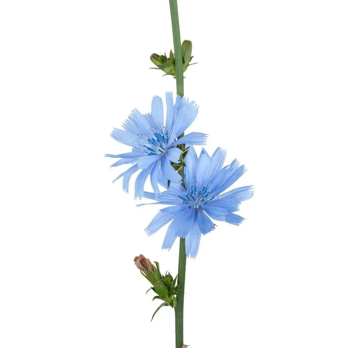 Цикория - Синя жлъчка (стрък) /Cichorium intybus L./, Билкария, 50 гр.