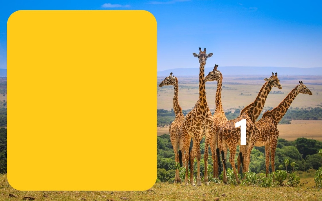 Картонена торта Животни 1 / Animals 1