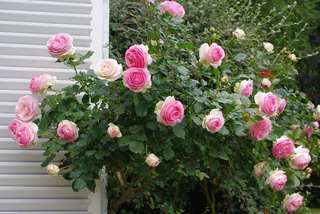 EDEN ROSE® Meiviolin/ GPT. EDEN ROSE Pierre De Ronsard ®
