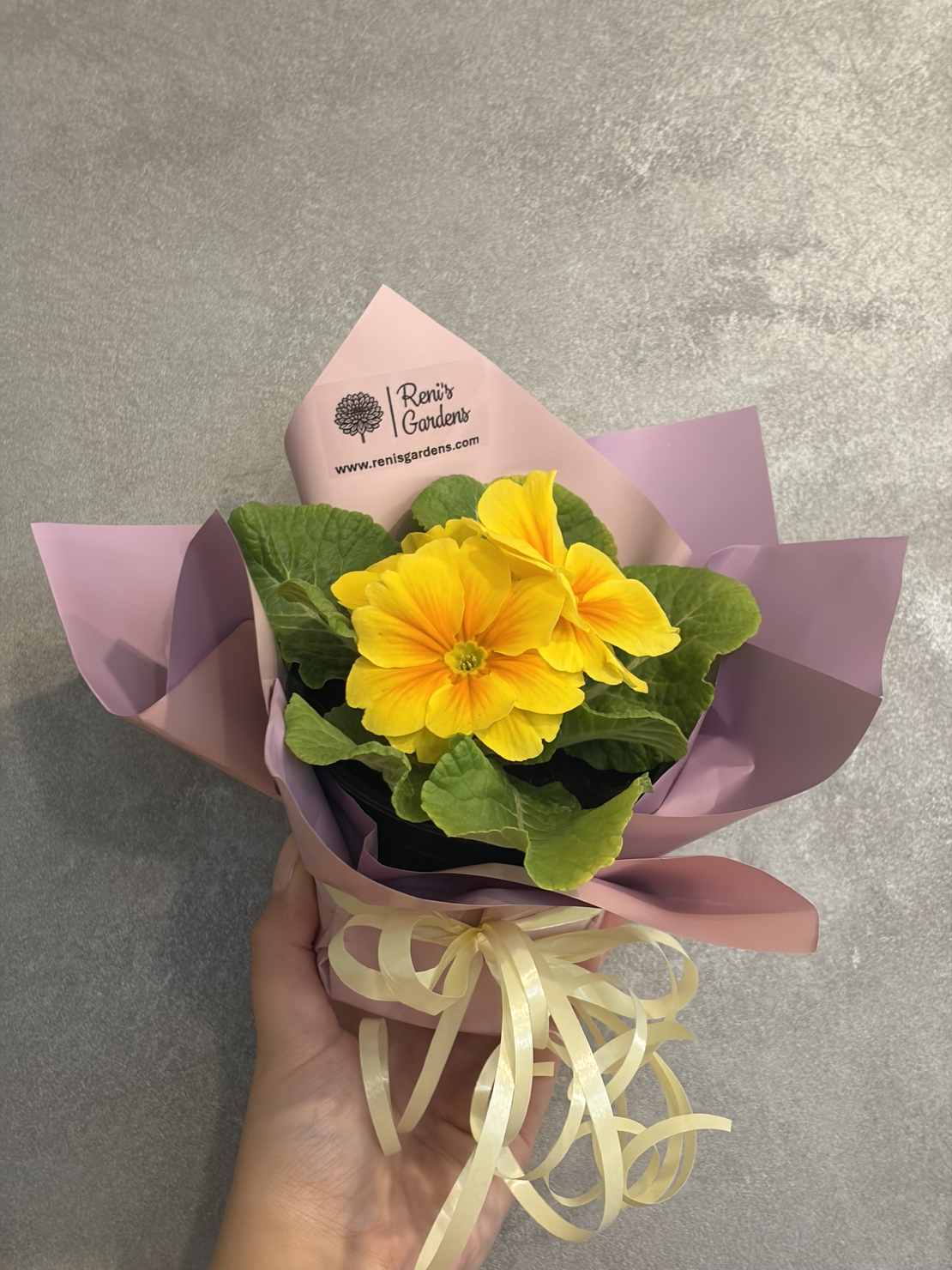 Опаковане на цвете в саксия за подарък