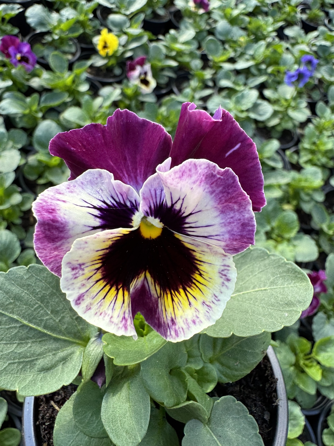 Къдрави теменужки