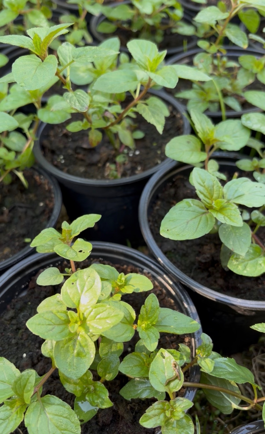 Мента - Mentha piperita