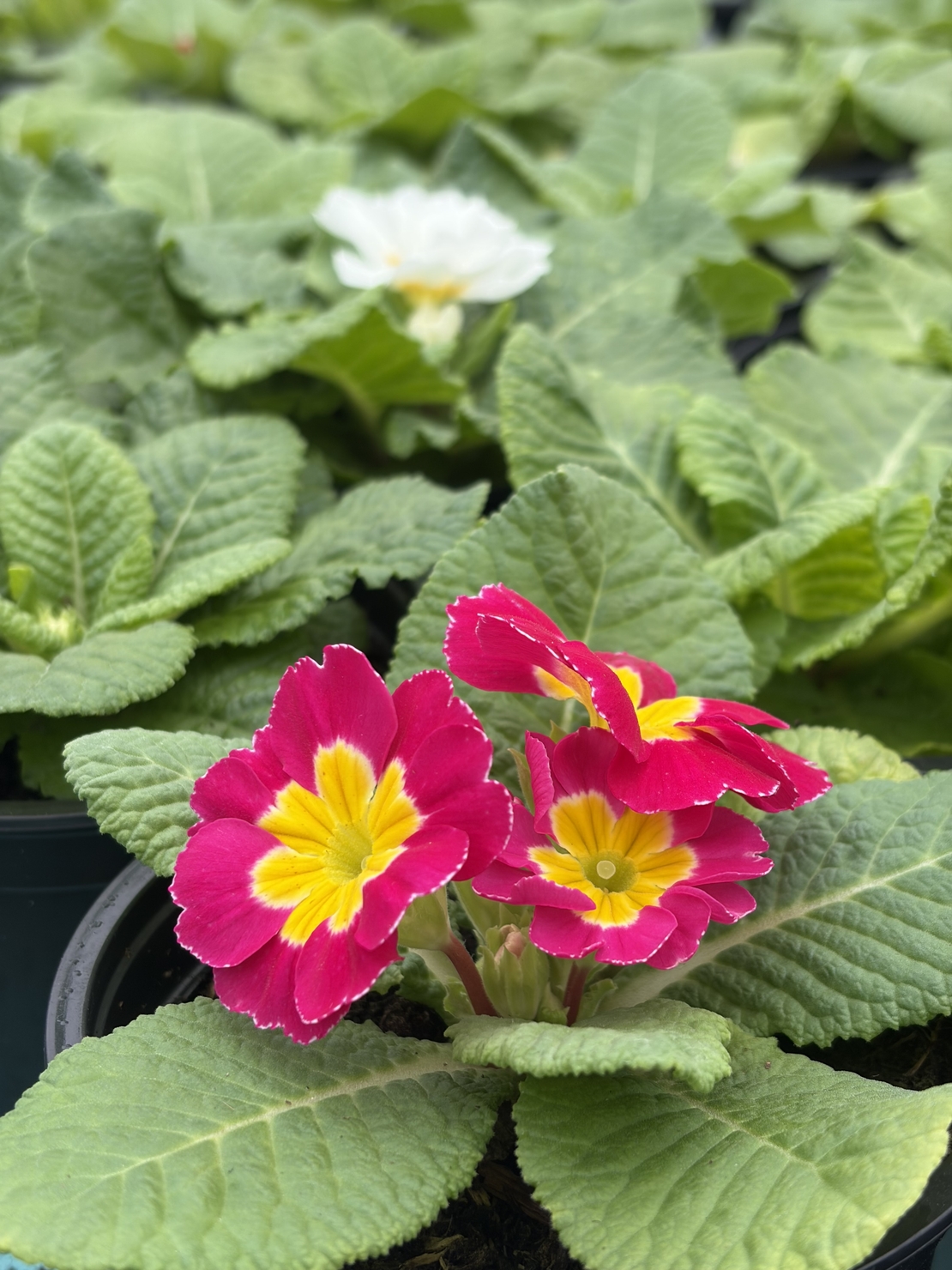 Едроцветна иглика - XL Mid Early Mix