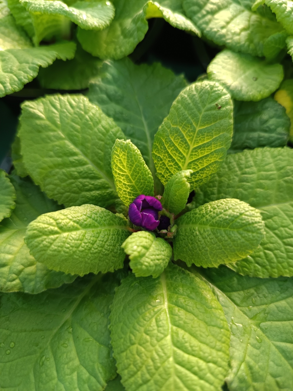 Едроцветна иглика - XL Mid Early Mix