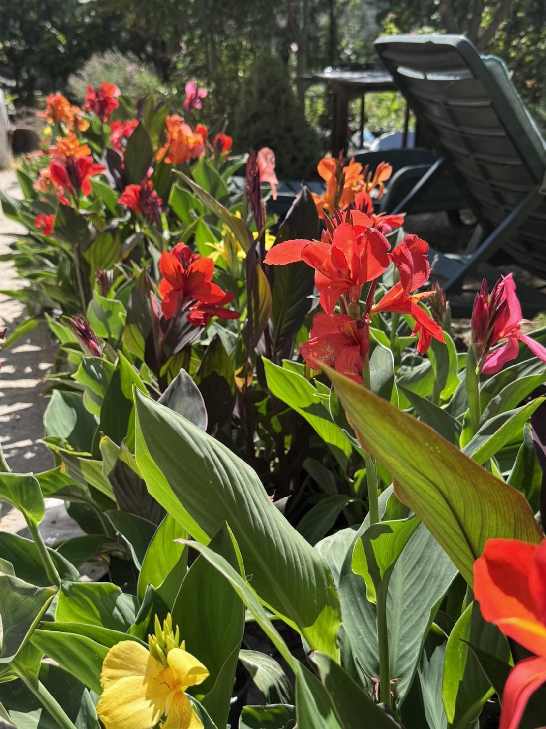 Кана / Canna CANNOVA