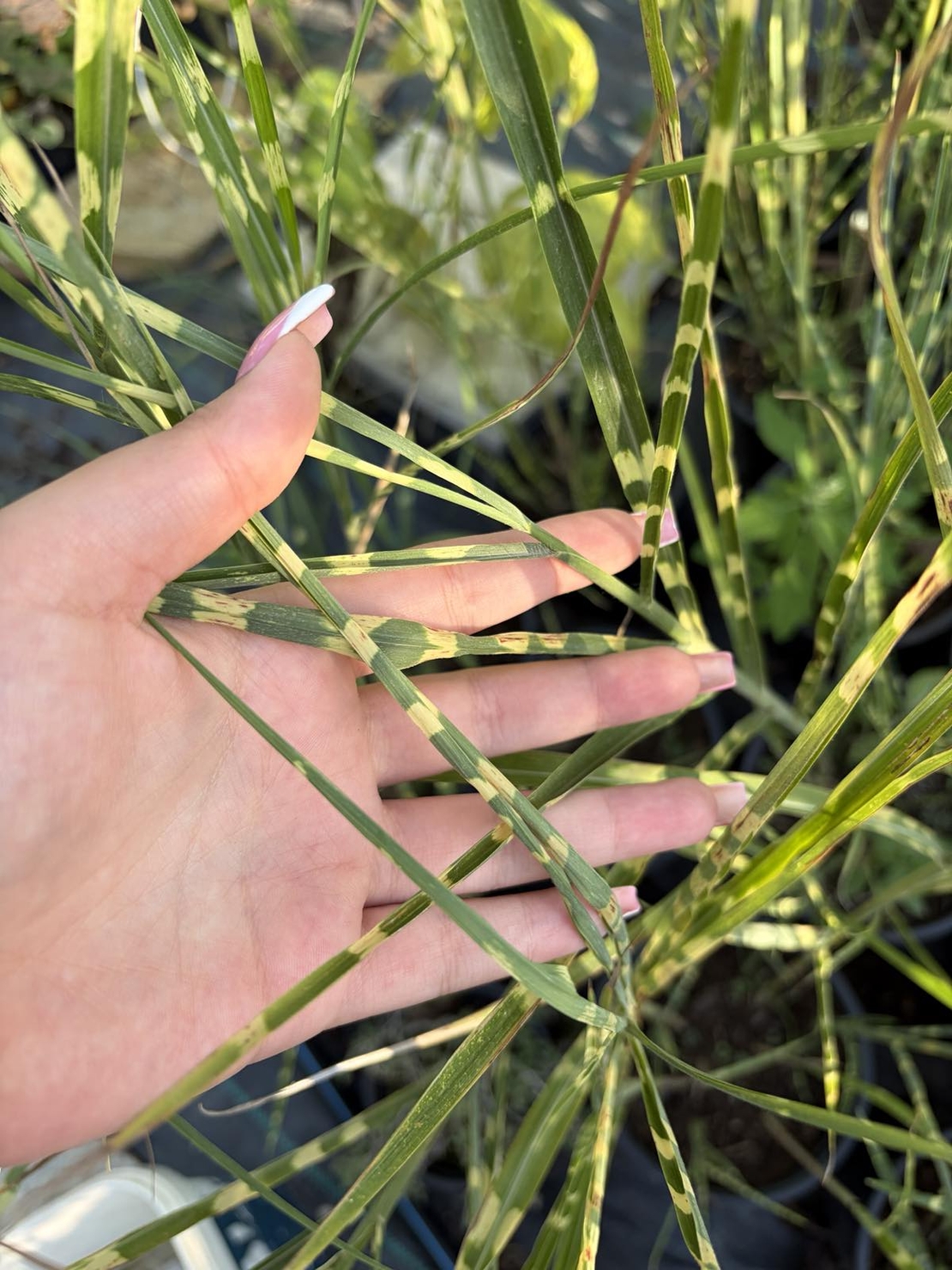 Мискантус Зебрина (Miscanthus sinensis 'Zebrinus') Китайски камъш | Царска тръстика