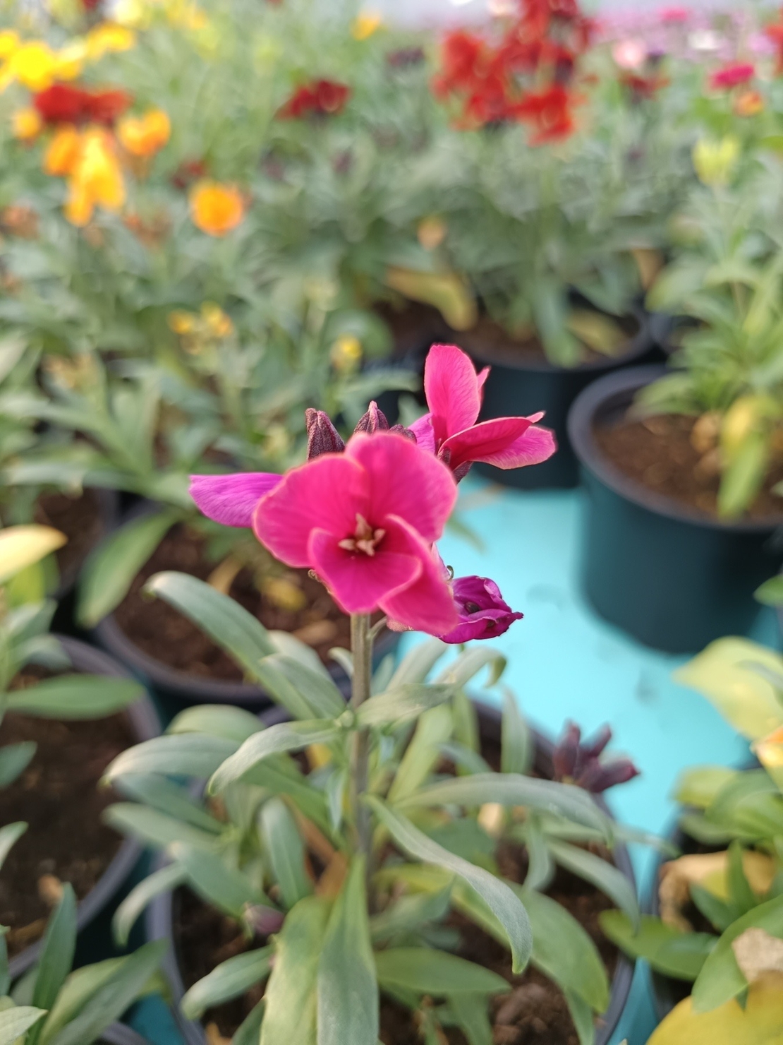 Шибой - Sugar Rush Mix