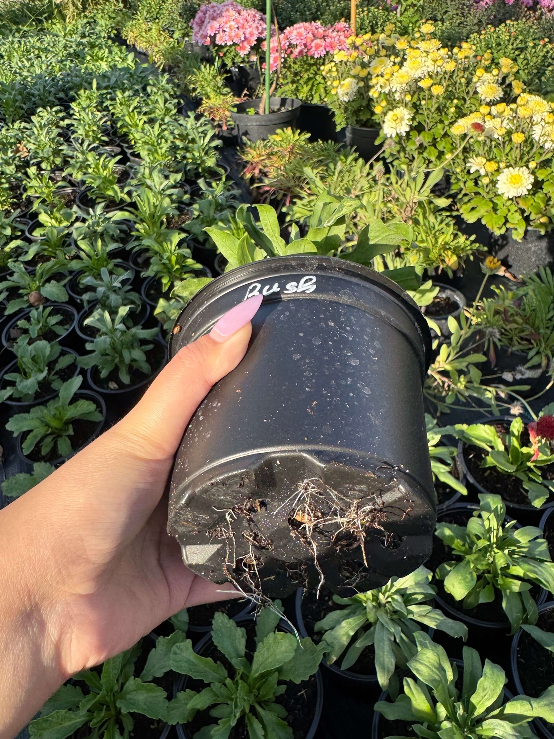 Шибой - Sugar Rush Mix